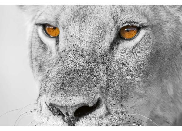 Non-woven kuvatapetti Panthera Leo