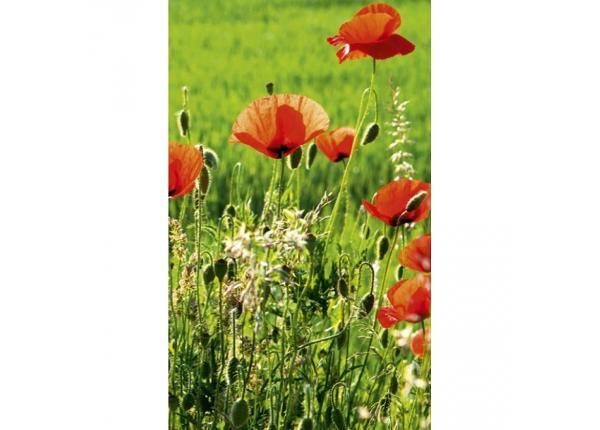 Non-woven kuvatapetti Poppy field