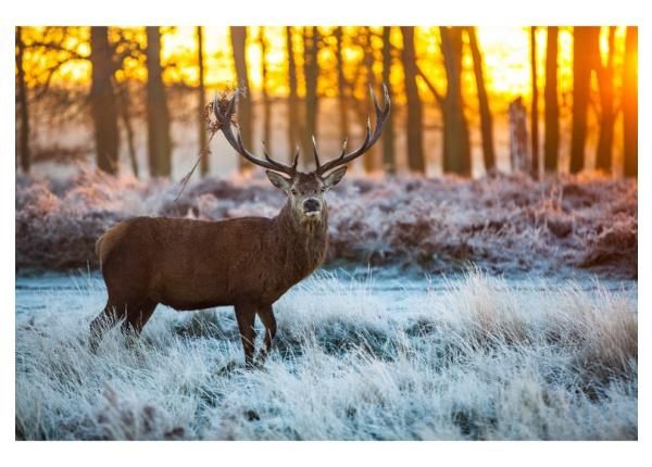 Non-woven kuvatapetti Red Deer in Morning Sun 368x245 cm