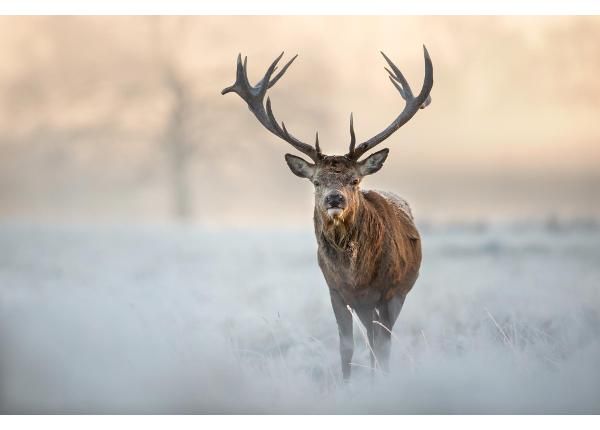 Non-woven kuvatapetti Red Deer Stag