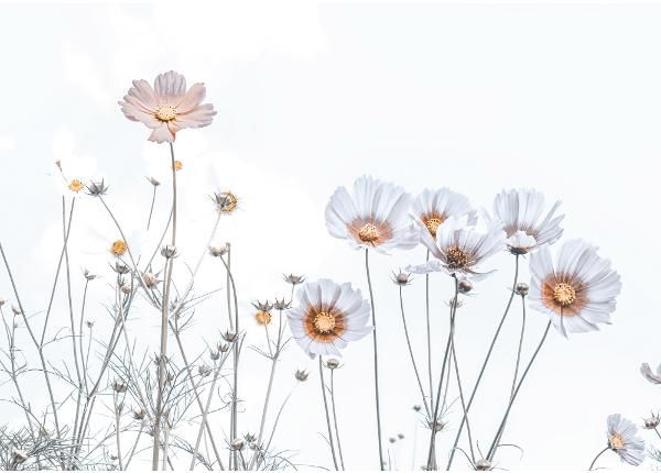 Non-woven kuvatapetti Soft Flowers