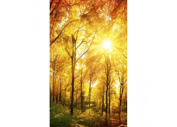 Non-woven kuvatapetti Sunny forest