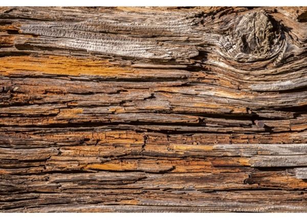 Non-woven kuvatapetti Tree bark