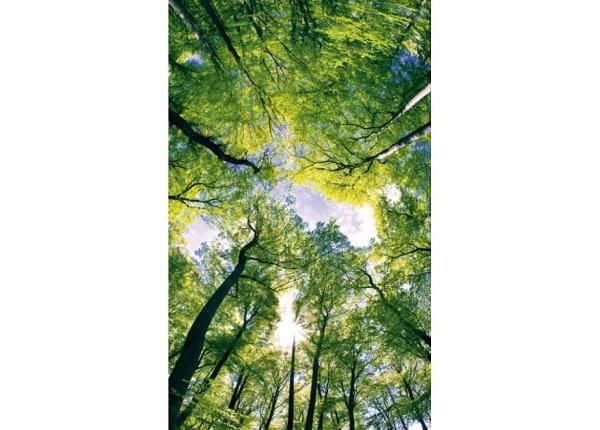 Non-woven kuvatapetti Trees