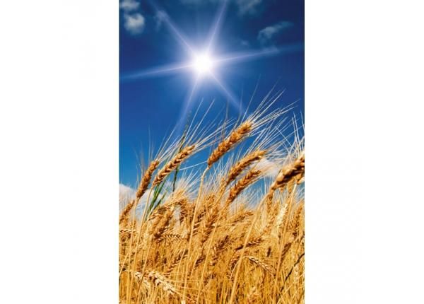Non-woven kuvatapetti Wheat field