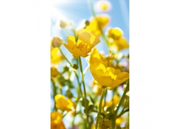 Non-woven kuvatapetti Yellow flowers