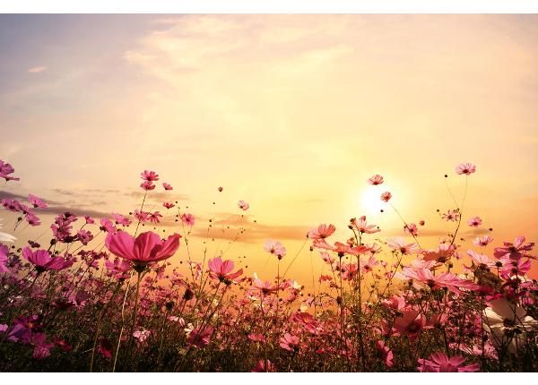 Non-woven kuvatapettiFlower Field