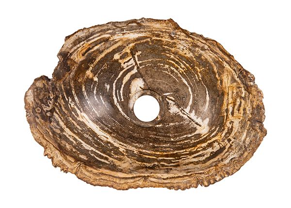 Pesuallas kivettynyttä puuta