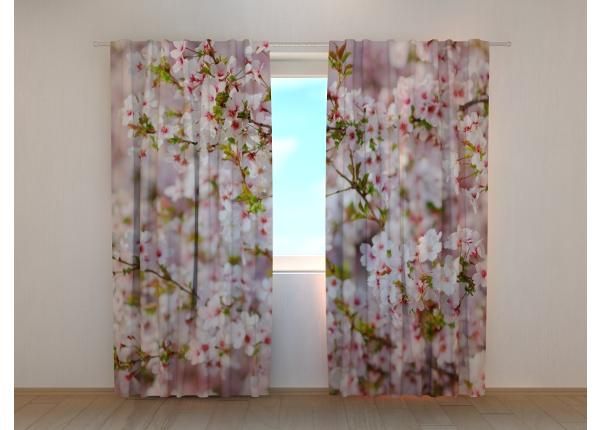 Puolipimentävä kuvaverho Cherry Tree Blossoms in Spring 240x220 cm