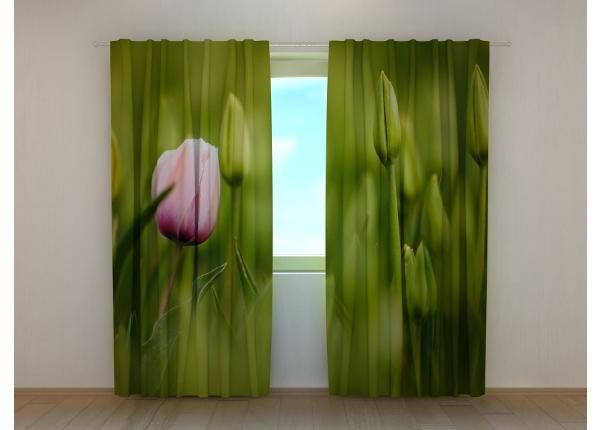 Puolipimentävä kuvaverho First Pink Tulip 240x220 cm