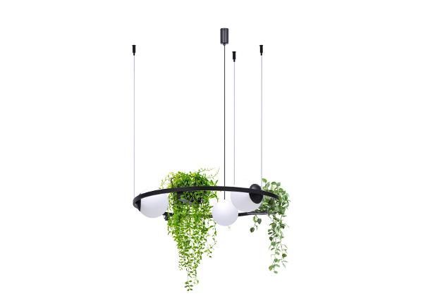 Riippuvalaisin Plant 3