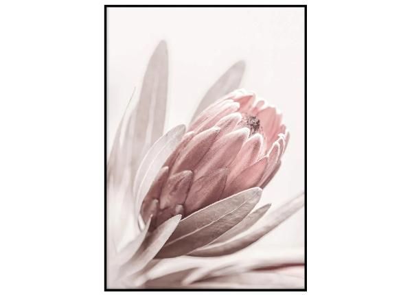 Seinäjuliste Pastelli protea