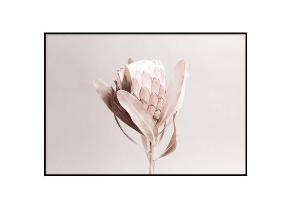 Seinäjuliste Protea