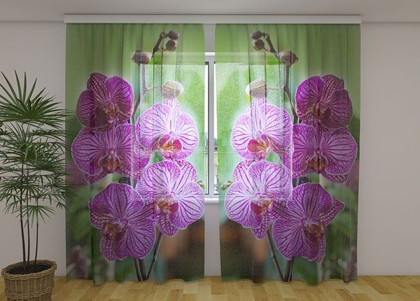 Sifonki-kuvaverho BABYLON ORCHID 240x220 cm