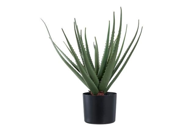 Tekokasvi Aloe Vera 1 kpl