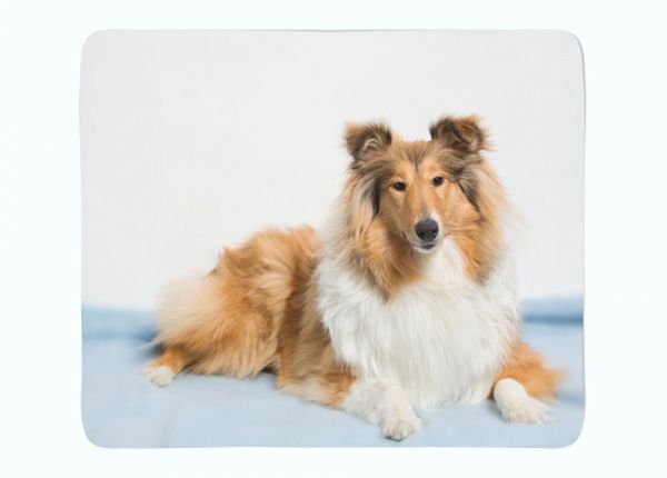 Torkkupeitto Beautiful Collie 150x200 cm