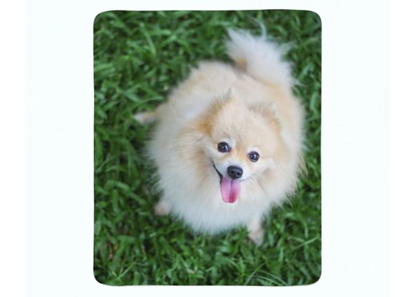 Torkkupeitto Happy Pomeranian Dog 150x200 cm