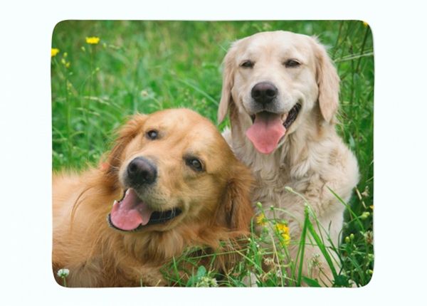 Torkkupeitto Labradors Retrievers in the Meadow