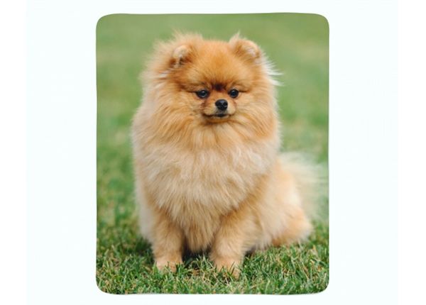 Torkkupeitto Pomeranian Dog